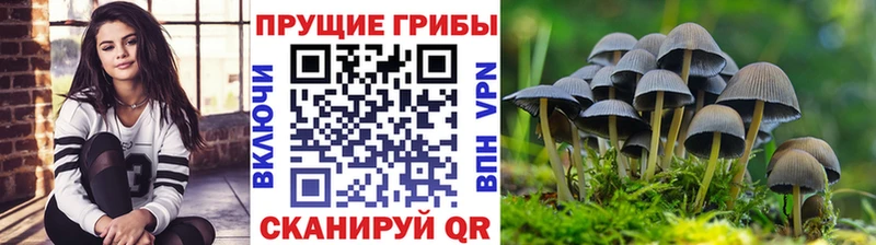 Галлюциногенные грибы Psilocybine cubensis  Лихославль 